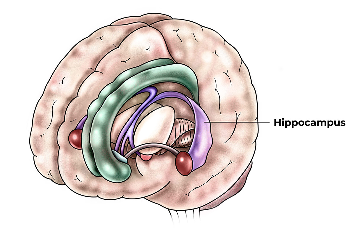 Graphic of hippocampus by Michael Vincent.