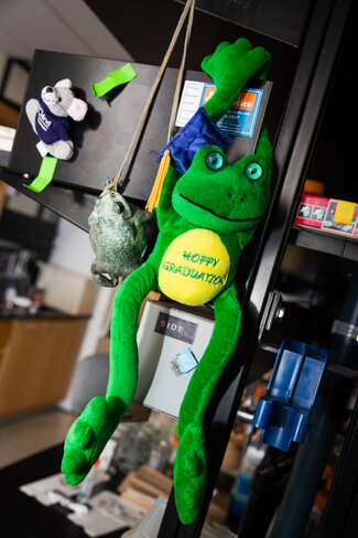 Stuffed animal frog hangs on shelf.