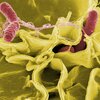 Salmonella invade an immune cell
