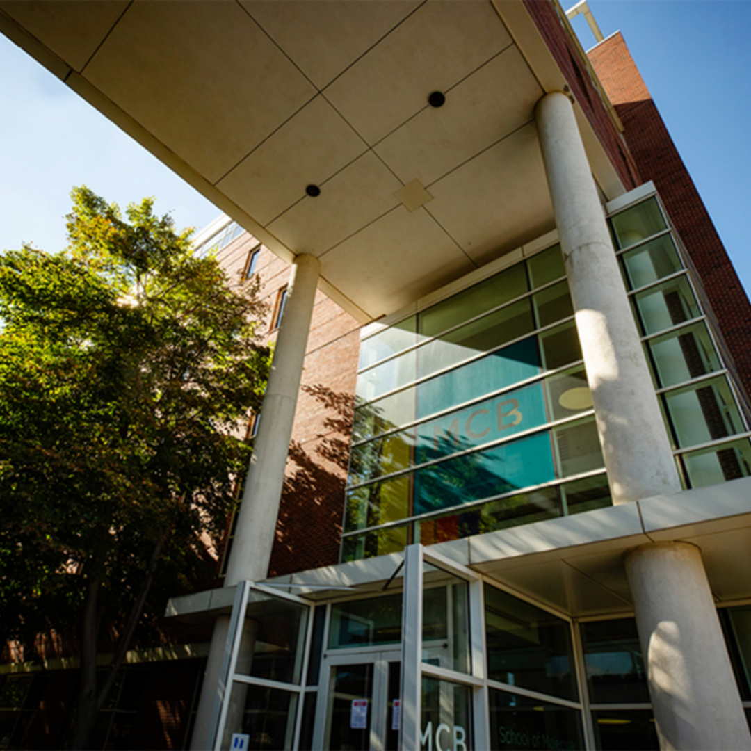 Exterior shot of the School of MCB's Chemical & Life Sciences Building during summertime.