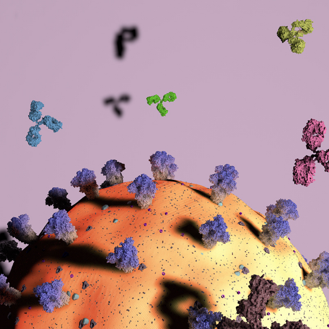 Different antibodies (green, aqua, pink) attack different parts of the SARS-CoV-2 viral particle (yellow/orange sphere). The virus’s spike proteins (purple) are a key antibody target, with some antibodies attaching to the top (darker purple) and others to the stem (paler zone). Graphic by Yiquan Wang