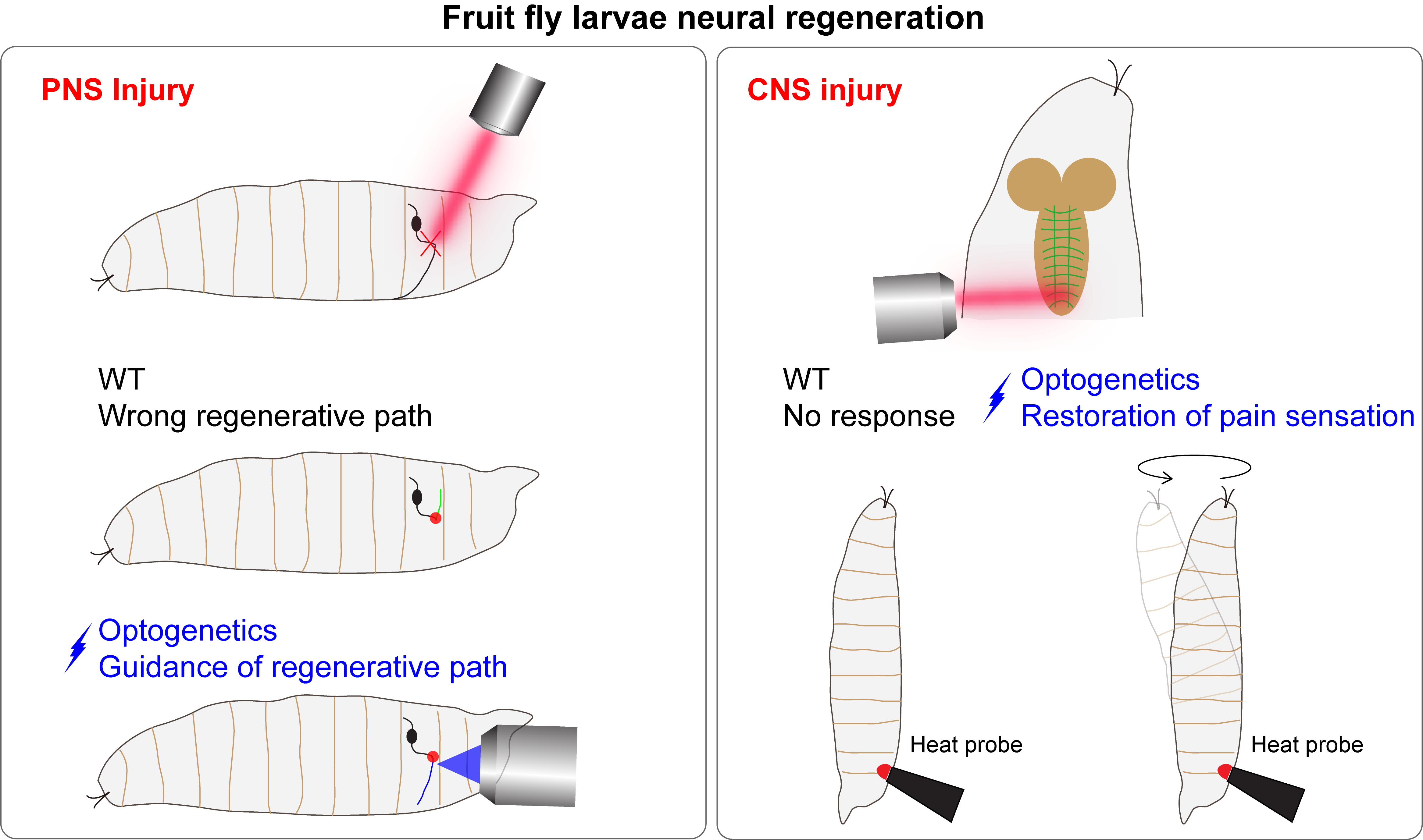 Fruit fly larvae neural regeneration charts depicting differences between PNS and CNS injuries.