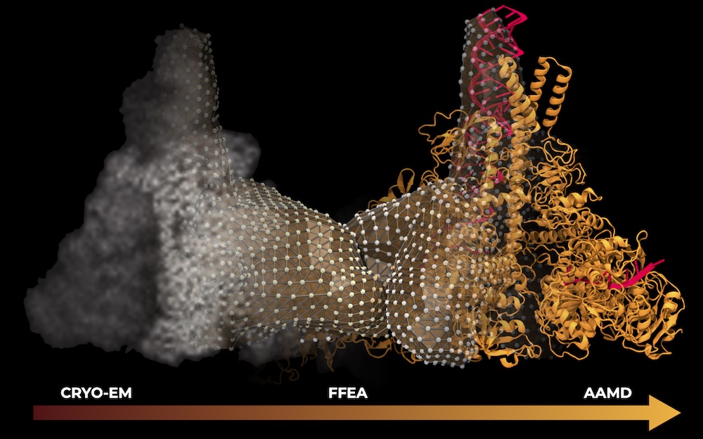 Representation of the genetic photocopier portrayed with multi-scale resolutions: from the cryo-EM experimental imaging, Fluctuating Finite Element Analysis (FFEA mesh), to an atomistic structure rendered with VMD. (Credit: Anda Trifan, Defne Gorgun, John Stone)