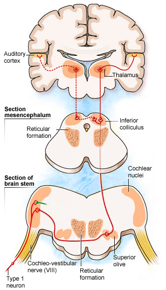 Schematic representation of auditory cortex and thalamus. Credit: Journey into the World of Hearing