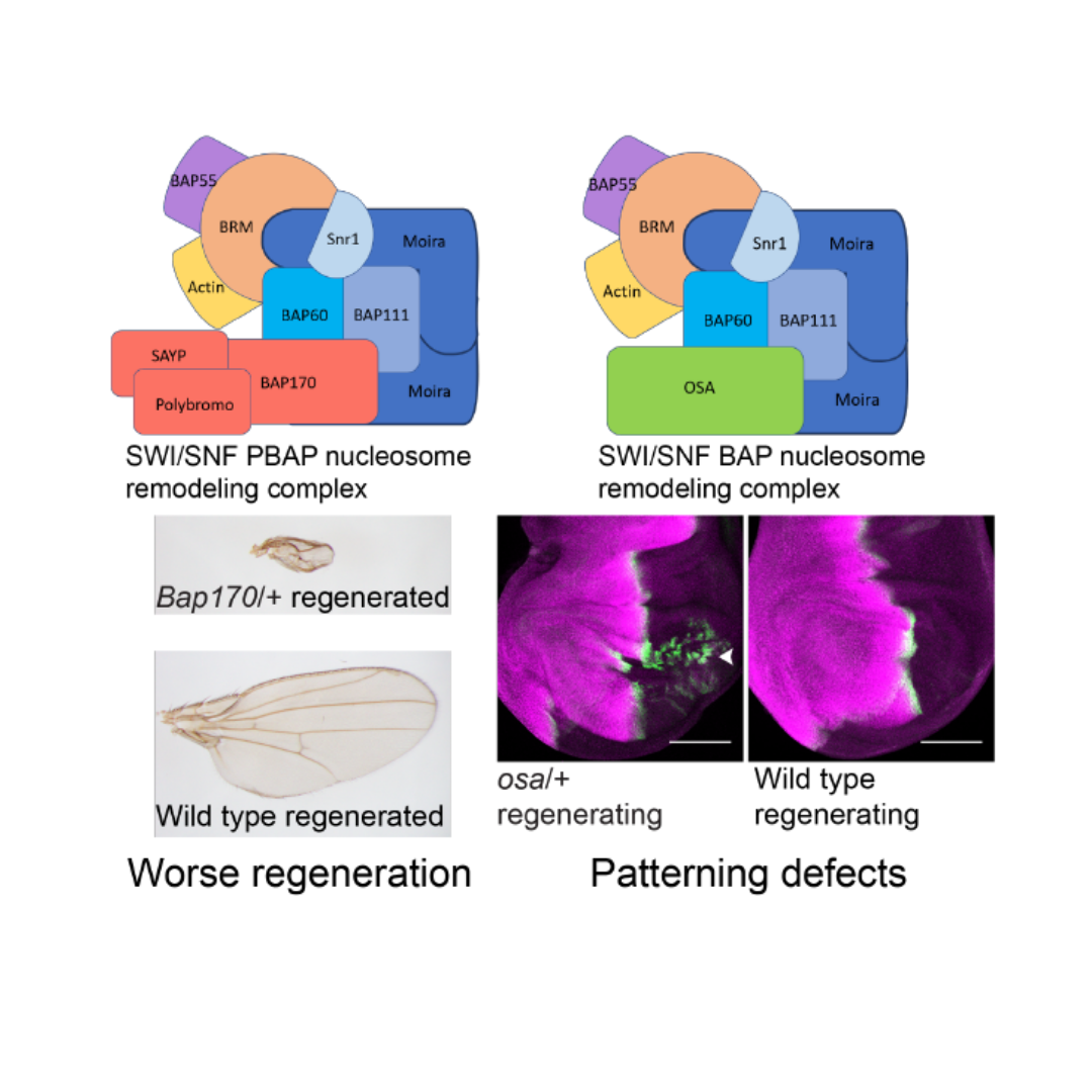 Illustrations - The fly Drosophila has two SWI/SNF nucleosome remodeling complexes, which control different aspects of tissue regeneration--growth and cell fate--as revealed by mutant phenotypes.