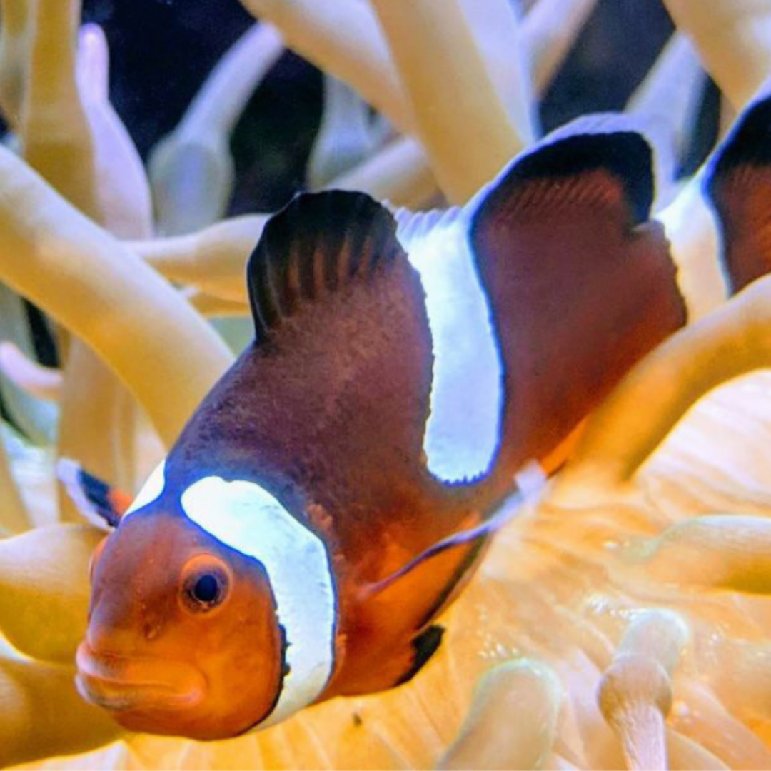 Picture of an anemone fish swimming through a coral reef.