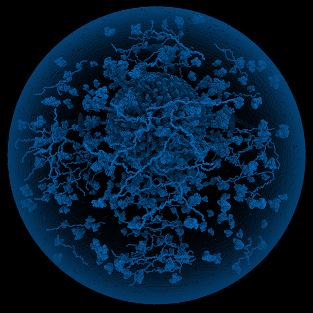 Computational microscopy of the SARS-CoV2 virion in an aerosol droplet along with the proteins that make up the deep lung fluids.