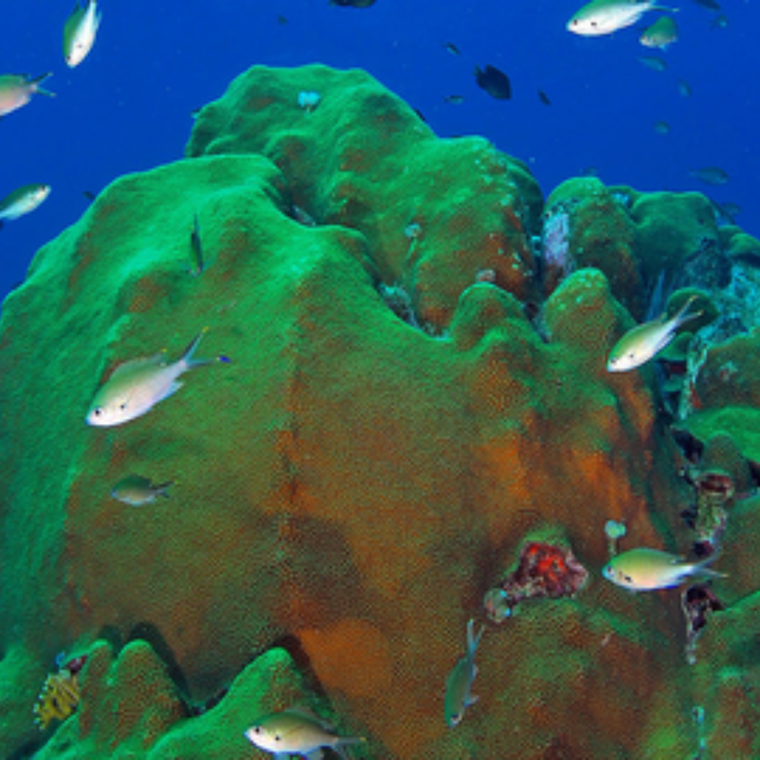 Picture of coral reef, comparing the chromatophore distribution, green, and the algal distribution, red, in O. faveolata using 3D two-photon laser scanning microscopy.