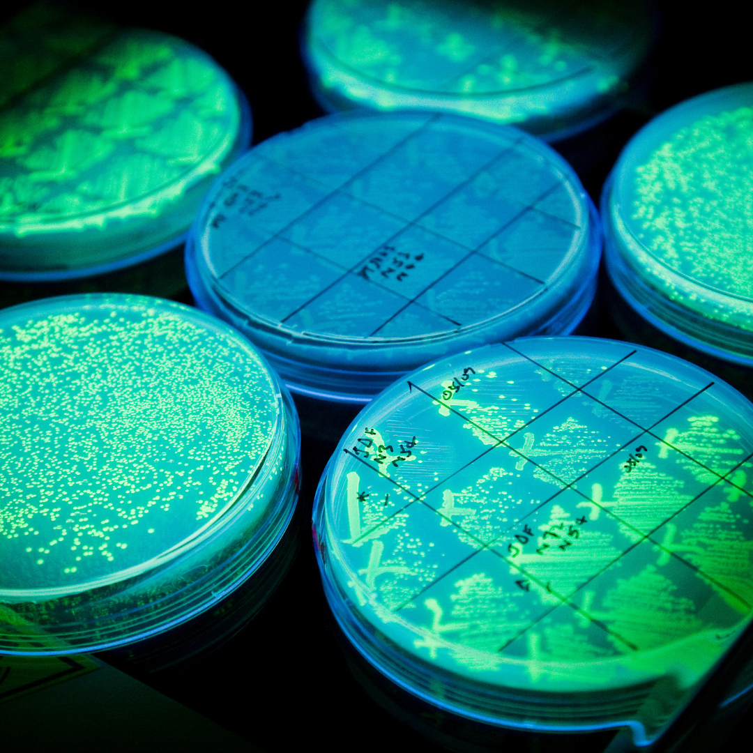 Green Florescent Protein (GFP) being expressed in  a strain of  E.coli  in L.B. agar medium .The plate in the center is the control that is not expressing any GFP.