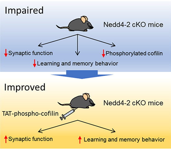 Graphics comparing impair and improved gene Nedd4-2.