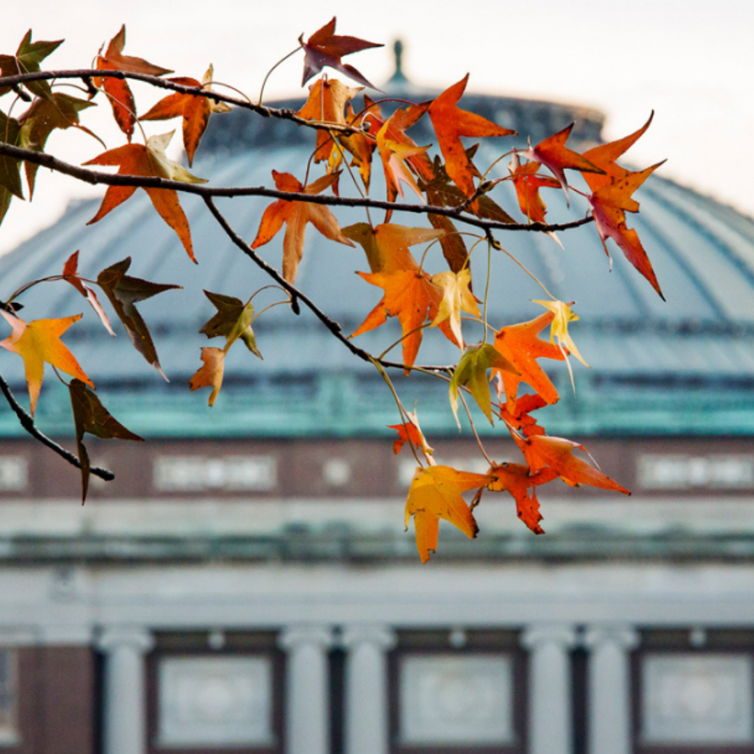 Tight shot of fall leaves in focus, with the Foellinger Auditorium out of focus in the background.