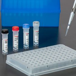 Four vials stand upright beside a Water SARS-CoV-2 RT-PCR Test