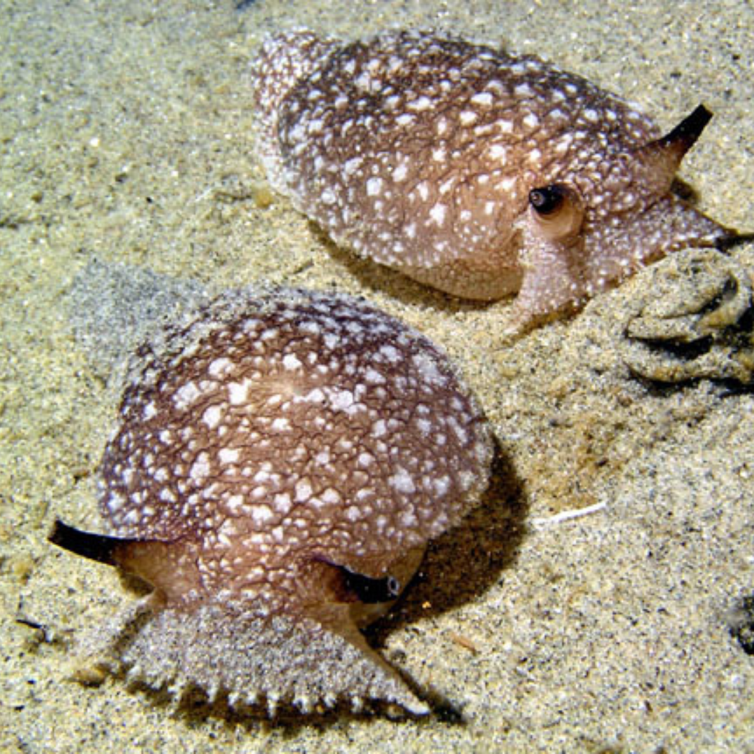 Cyberslug was modeled on Pleurobranchaea californica, a sea slug with a simple nervous system.