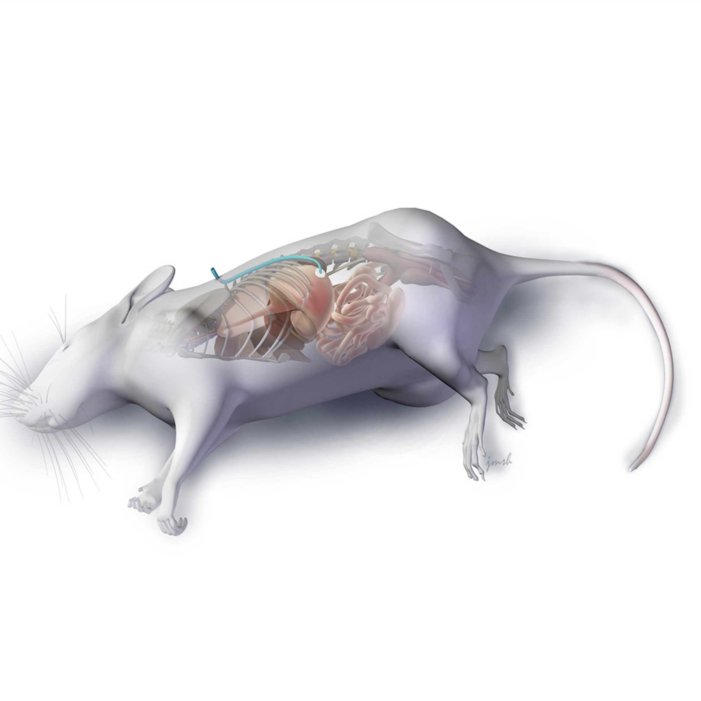 Illustration of a mouse, with the side view of the abdomen mapping out organs.