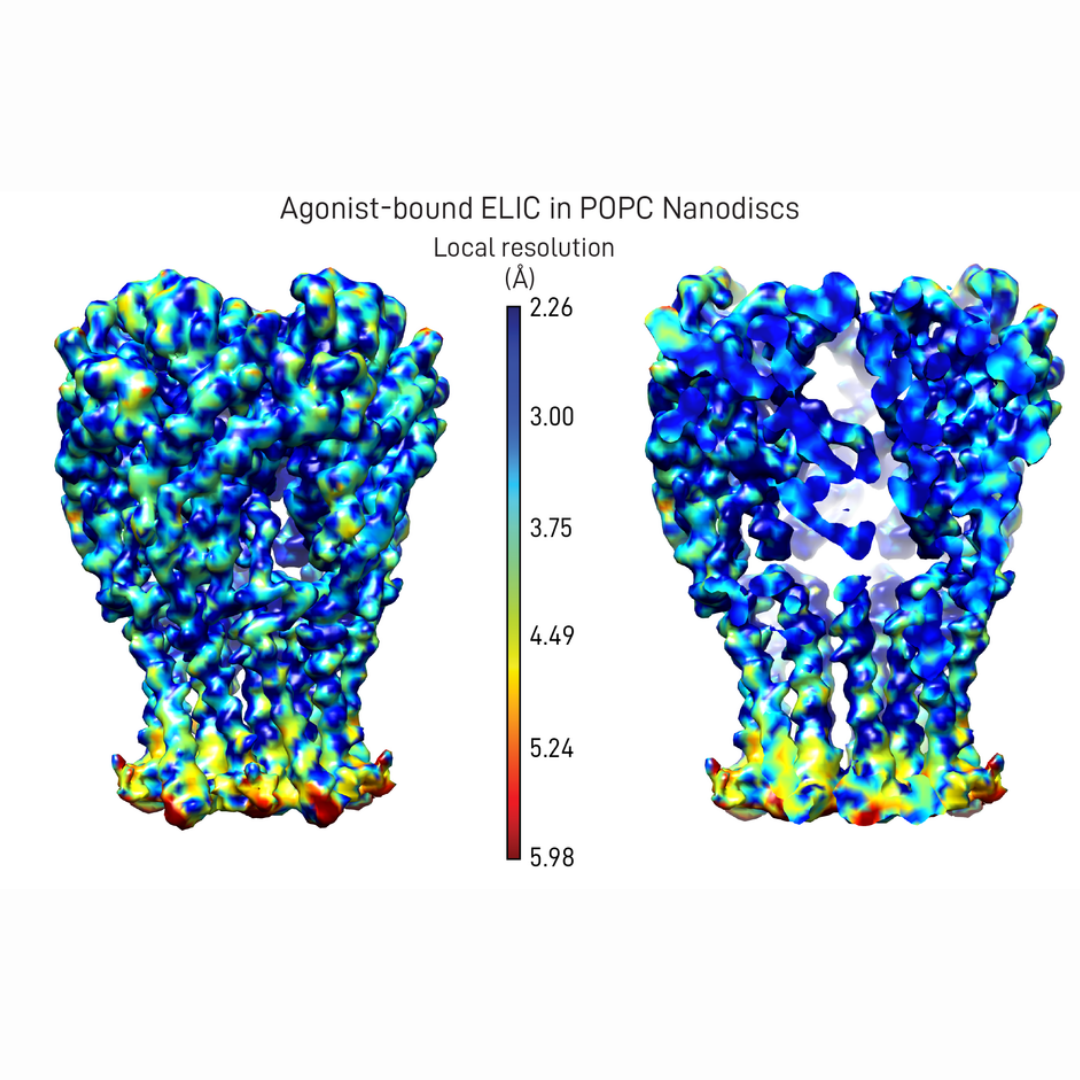 New cryo-EM structures of a lipid-sensitive ligand-gated ion channel