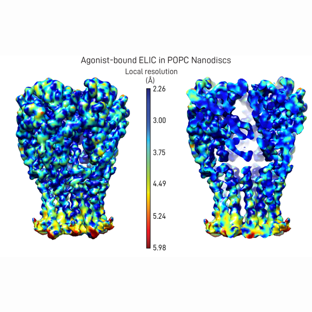 New cryo-EM structures of a lipid-sensitive ligand-gated ion channel, School of Molecular & Cellular Biology