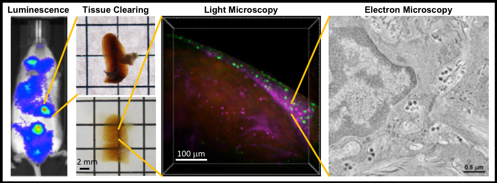 research image from Kieffer lab