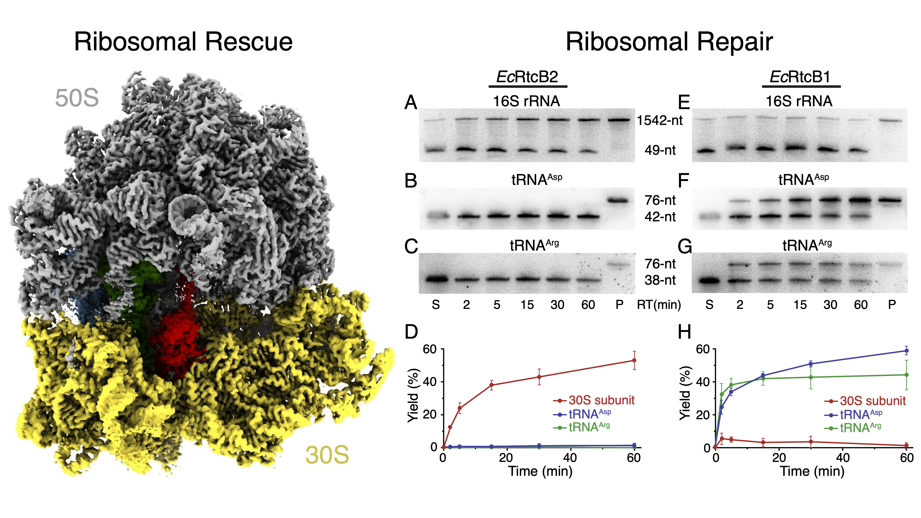  image of ribosomal rescue research image