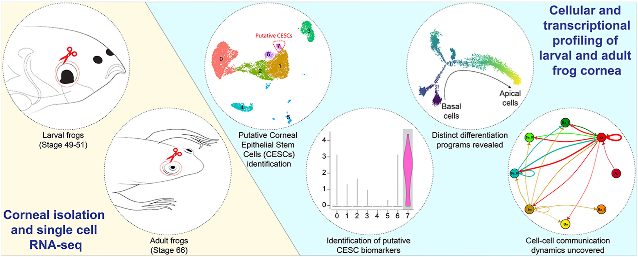 Graphic illustration of the cellular and transcriptional profiling of larval and adult frog cornea.