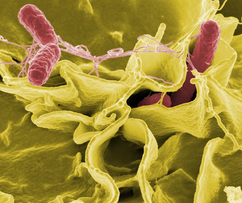 Salmonella invade an immune cell