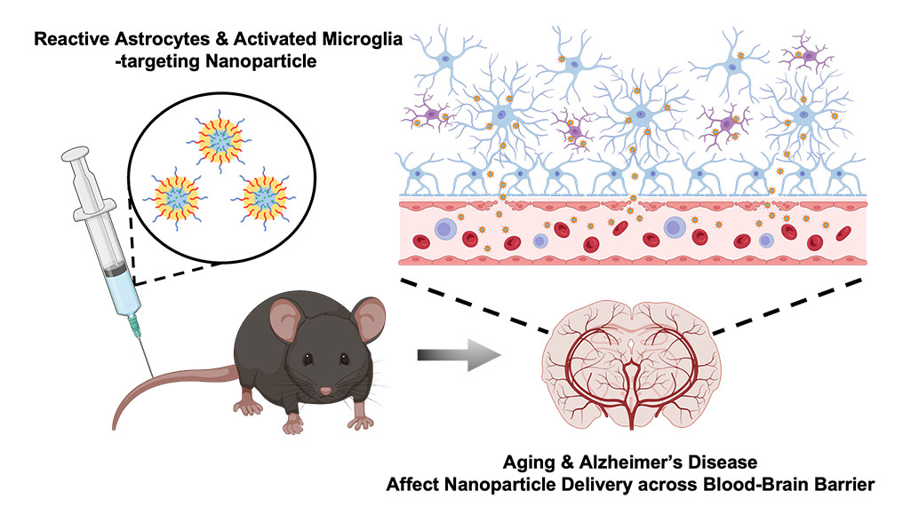 Illustration about research on nanoparticle delivery and aging