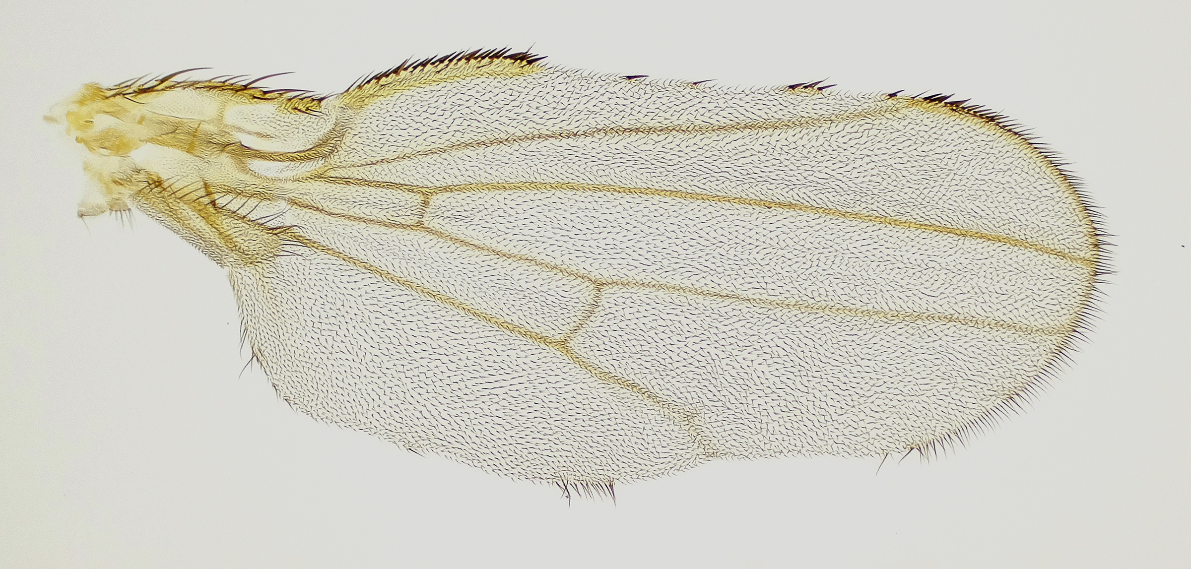 Drosophila wing courtesy of the Smith-Bolton lab