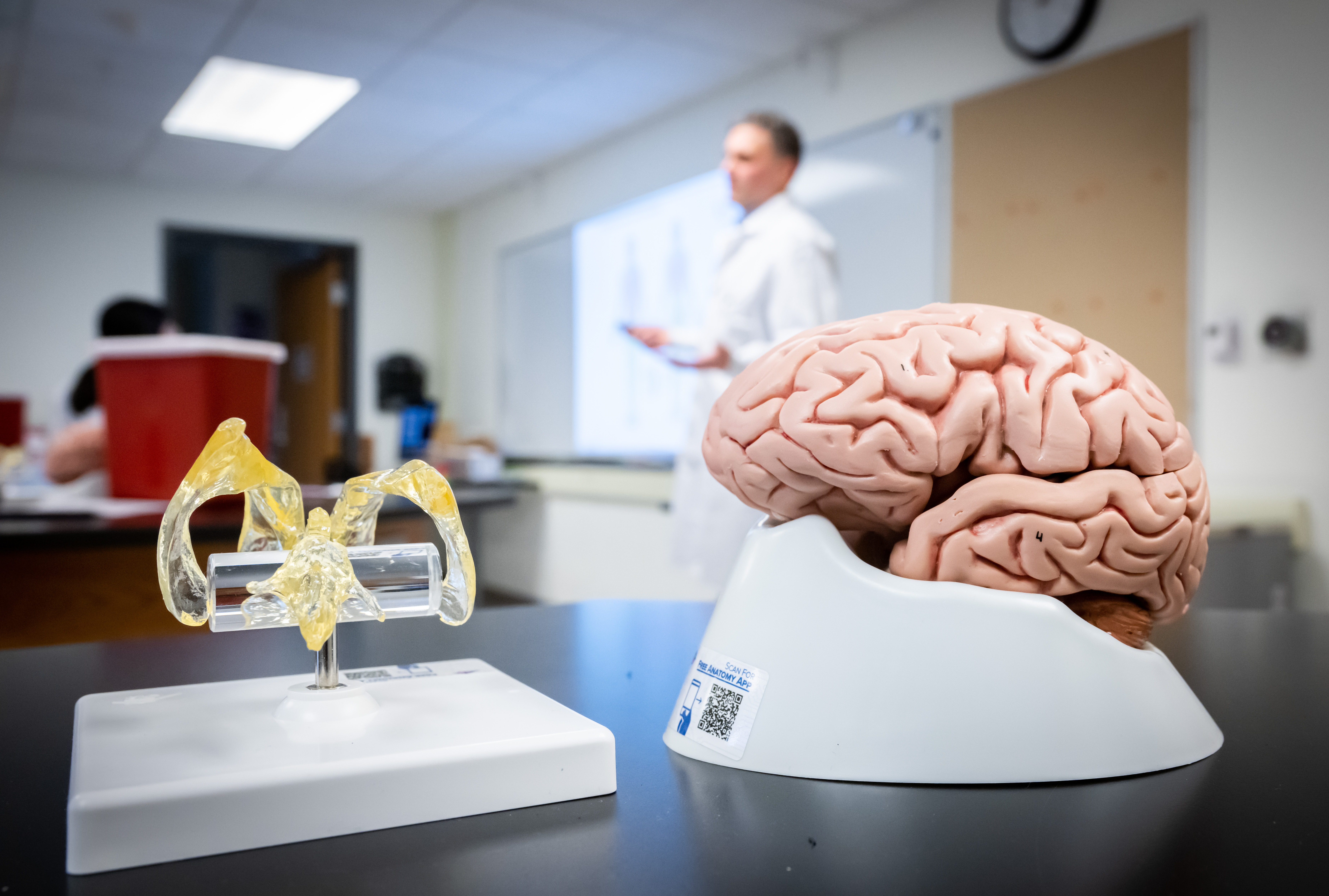 A brain replica in front of a whiteboard.