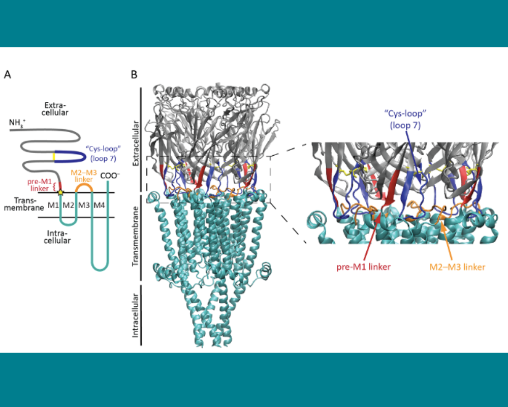 A computer rendering demonstrating the components of an ion channel