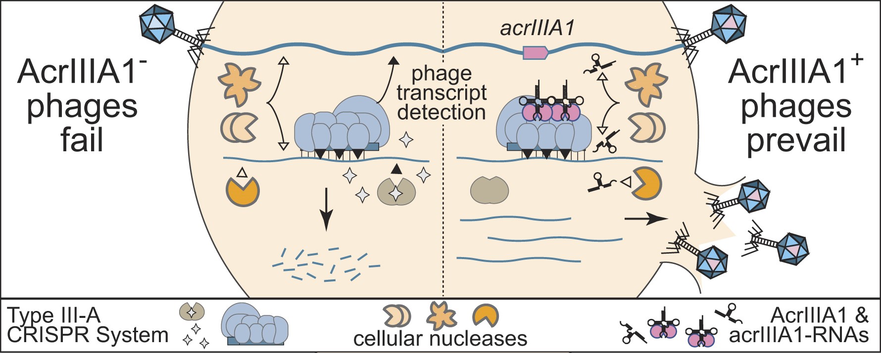 A graphical abstract of proteins and viruses