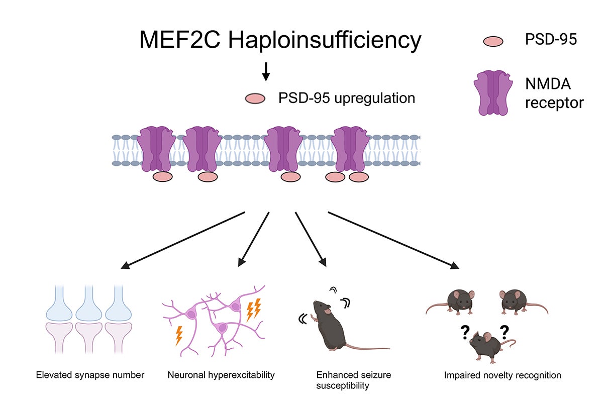 The increased amount of the signaling protein PSD-95 found in mice with MEF2C haploinsufficiency leads to increased seizure activity and cognitive deficits. Graphic courtesy Nien-Pei Tsai