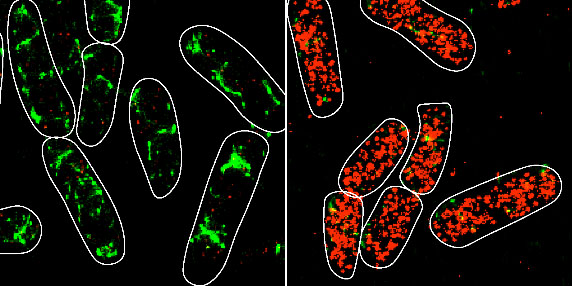 CV-wild-NatureComms.jpg