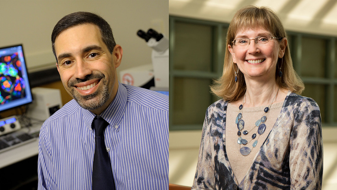 From left: Daniel Llano, professor of molecular & integrative physiology, and Susan Schantz, professor of comparative biosciences.