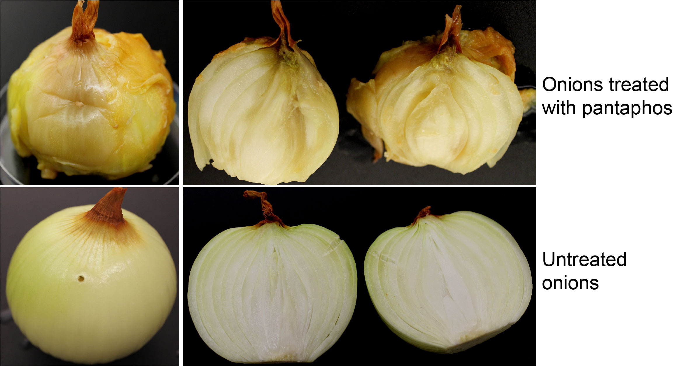 Chart depicting stages of rotten onions treated with pantaphos and untreated onions.