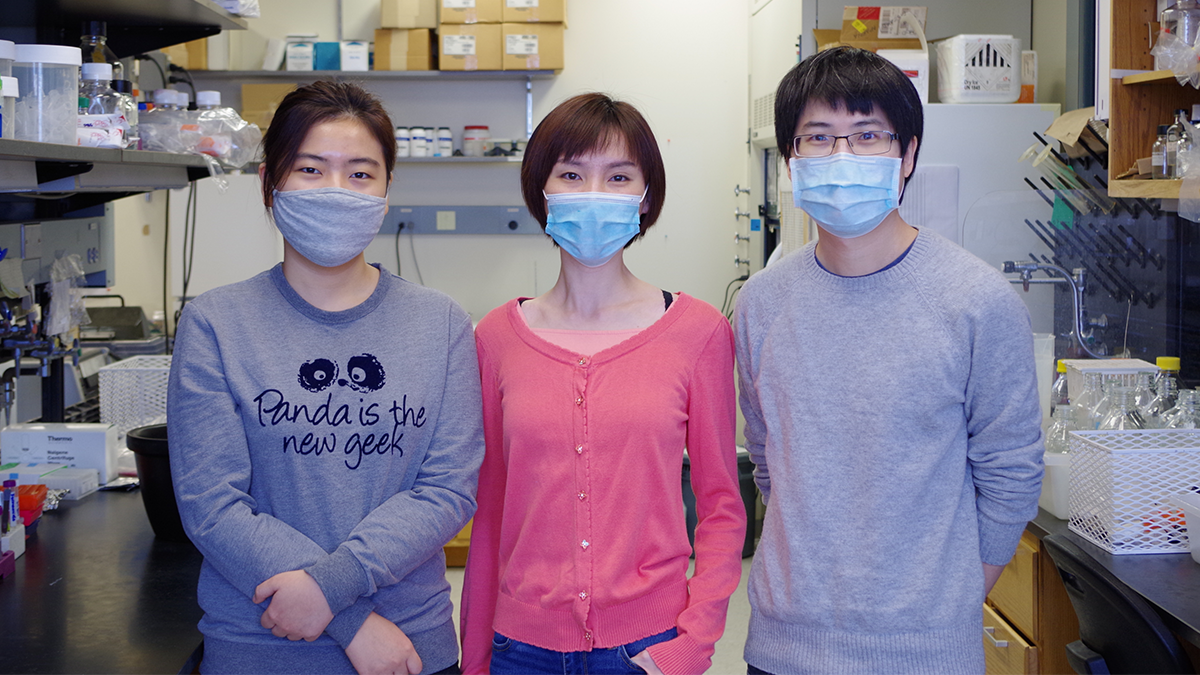 The graduate students who performed many of the experiments for this eLife paper during the COVID-19 pandemic. Left to Right: Ms. You Jin Song (KV Prasanth lab), Ms. Qinyu Hao (KV Prasanth lab), Mr. Yo-Chuen Lin (Supriya Prasanth lab)