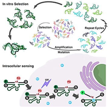 Seyed_Torabi_-_PNAS_2015_scheme_web.jpg