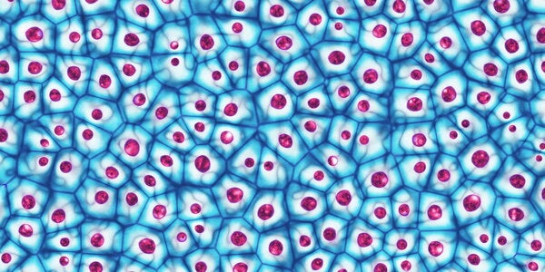 illustration of embryonic cells