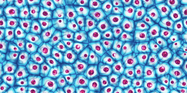 illustration of embryonic cells