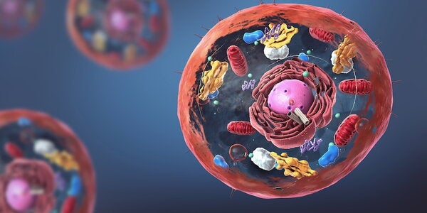Components of Eukaryotic cell, nucleus and organelles and plasma membrane