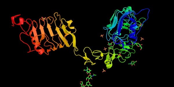 Insulin-like growth factor 1 receptor, a protein found on the surface of human cells. 3d rendering. A transmembrane receptor. 3d rendering