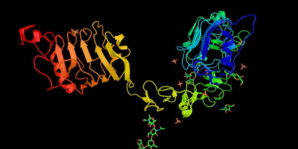 Insulin-like growth factor 1 receptor, a protein found on the surface of human cells. 3d rendering. A transmembrane receptor. 3d rendering