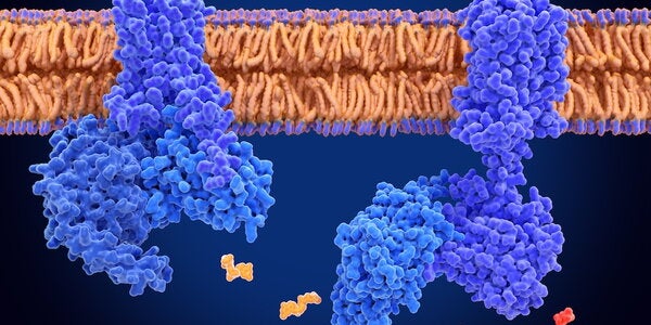 G proteins mediate cell signaling