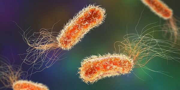  Pseudomonas aeruginosa 