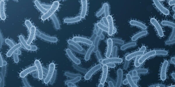 Streptococcus pneumonia bacteria cells. 3D render microscopic background