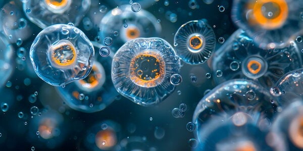 Microscopic View of Archaea Cell Division in a Saline Environment.