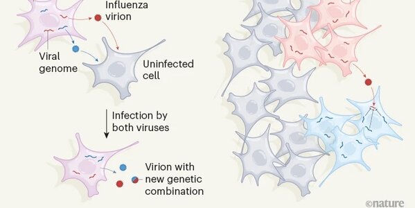 Figure illustrating the dynamics of influenza virus co-infection