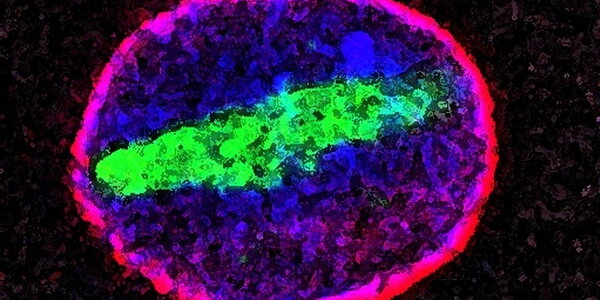cellular aging research image
