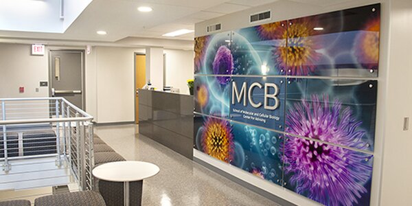 Advising offices in the MCB Learning Center