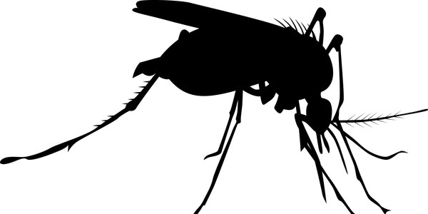 mosquito