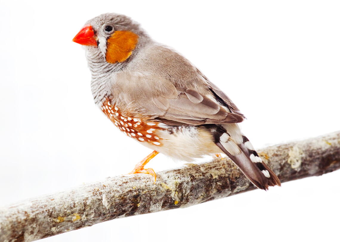 University of Illinois cell & developmental biology professor David Clayton compares the songs of two zebra finches. Each individual sings a unique song. Photo by L. Brian Stauffer