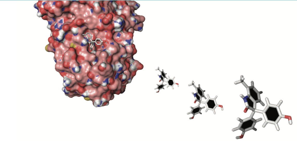 drug, BHPI, to its binding site near one end of the estrogen receptor (ER). BHPI binds to ER at a different site than estrogen, tamoxifen and other antiestrogens (model by Mara Livezey). BHPI fits tightly into a binding cavity on the surface of ER. Unlike tamoxifen, BHPI kills breast cancer cells by acting through ER to induce lethal hyperactivation of a normally protective stress response pathway.